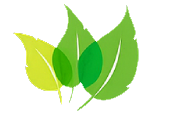 Naturaas Logo
